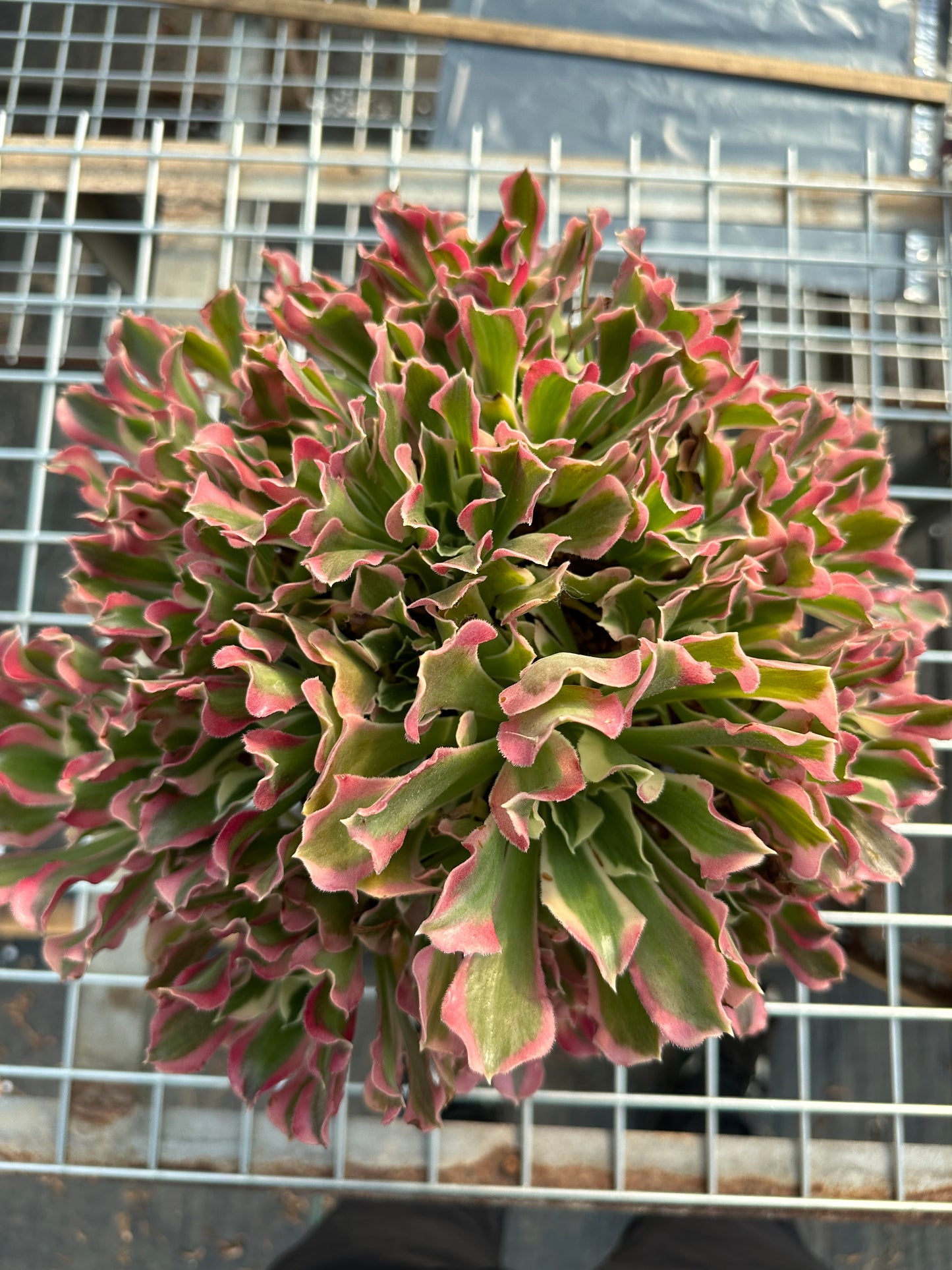 Grün-Rosa Hexen-Cluster, 25–40 cm, alter Haufen, 15–25 Köpfe, Aeonium-Cluster, bunte natürliche lebende Pflanzen, Sukkulenten