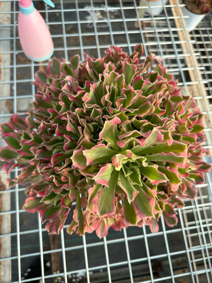 Green Pink Witch cluster25-40cm Old pile/ 15-25 heads/ Aeonium cluster / Variegated Natural Live Plants Succulents