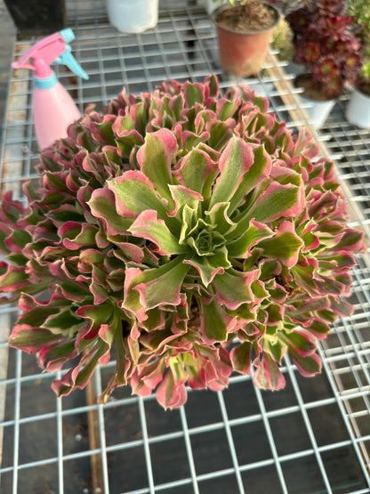 Green Pink Witch cluster25-40cm Old pile/ 15-25 heads/ Aeonium cluster / Variegated Natural Live Plants Succulents