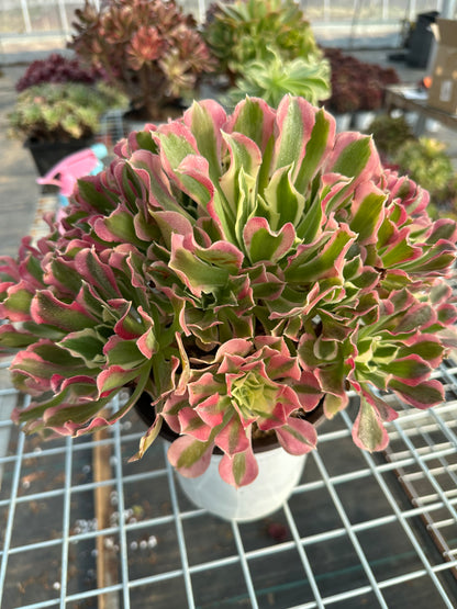 Green Pink Witch cluster25-40cm Old pile/ 15-25 heads/ Aeonium cluster / Variegated Natural Live Plants Succulents