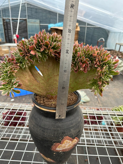Rosa Hexe mit Haube, 35 cm, hat Wurzeln/Aeonium Affix/Bunte natürliche lebende Pflanzen, Sukkulenten/Nr. 1