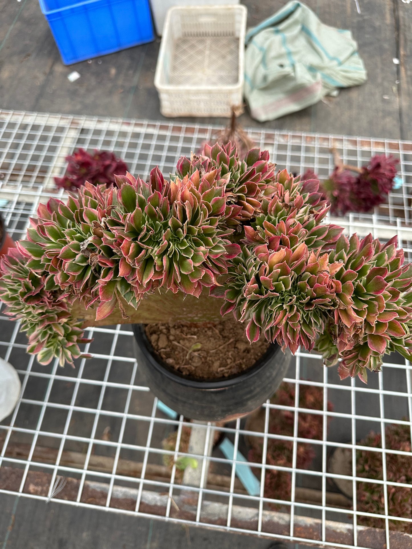 Pink witch drawbenchcrested 35cm has roots/Aeonium Affix / Variegated Natural Live Plants Succulents/NO.1