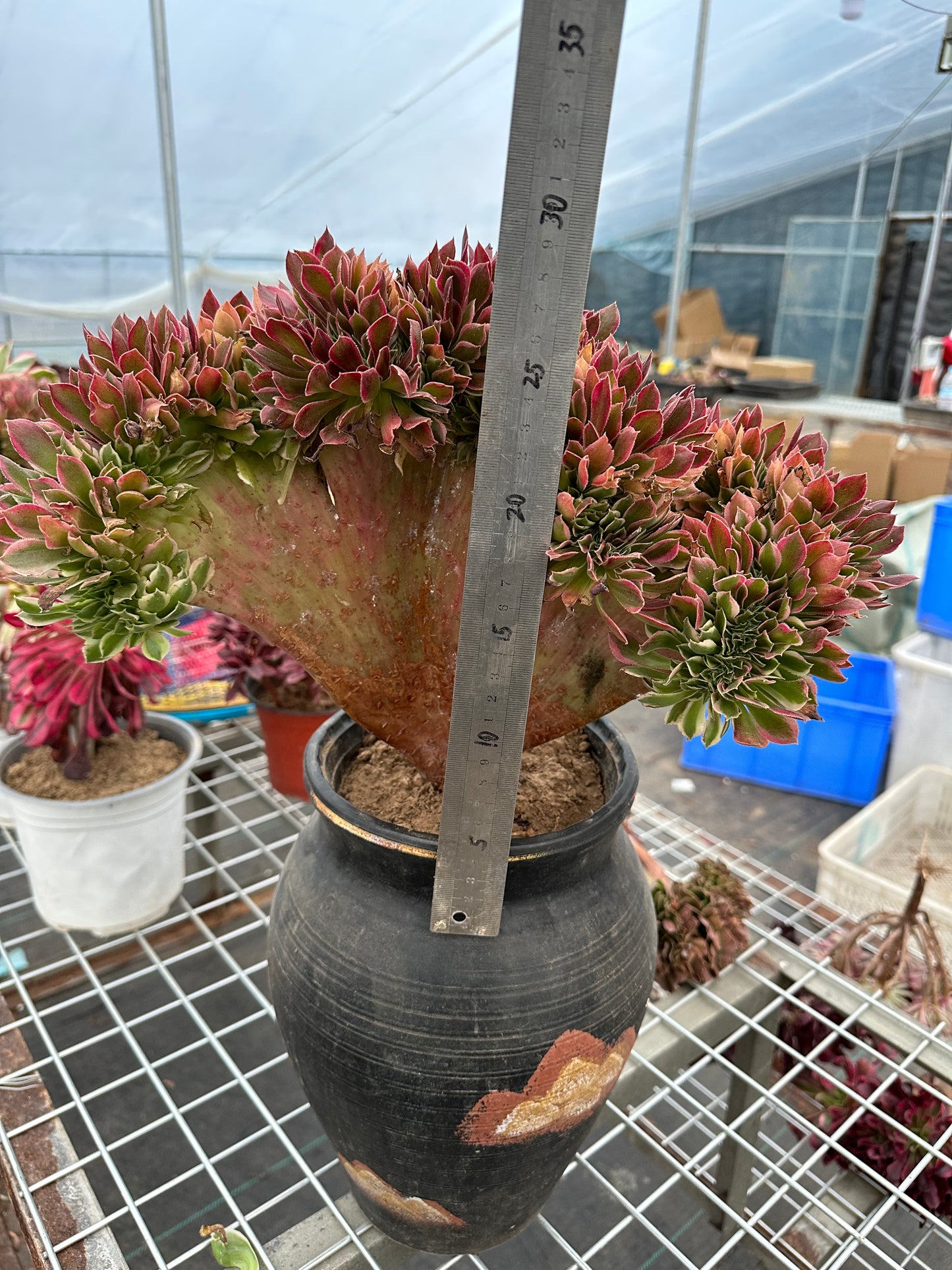 Rosa Hexen-Zugbank mit Haube, 40 cm, hat Wurzeln/Aeonium Affix/Bunte natürliche lebende Pflanzen, Sukkulenten/Nr. 4