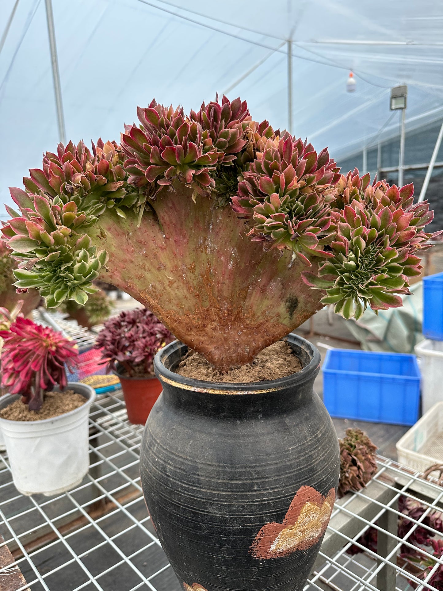 Pink witch drawbench crested 40cm has roots/Aeonium Affix / Variegated Natural Live Plants Succulents/NO.4