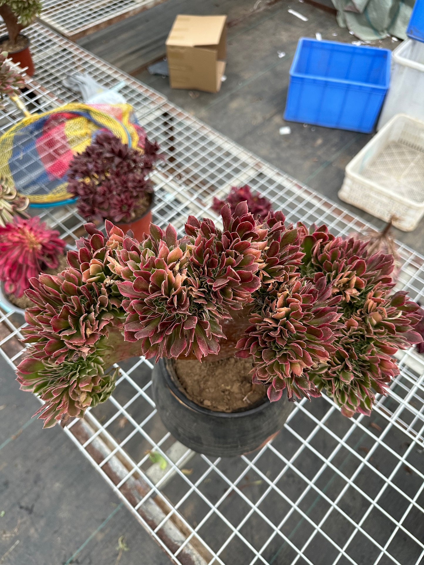 Pink witch drawbench crested 40cm has roots/Aeonium Affix / Variegated Natural Live Plants Succulents/NO.4