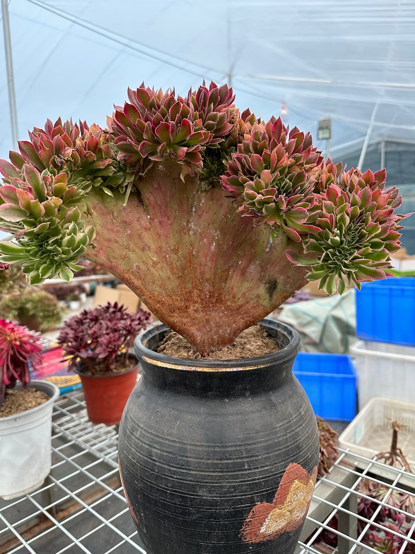 Rosa Hexen-Zugbank mit Haube, 40 cm, hat Wurzeln/Aeonium Affix/Bunte natürliche lebende Pflanzen, Sukkulenten/Nr. 4