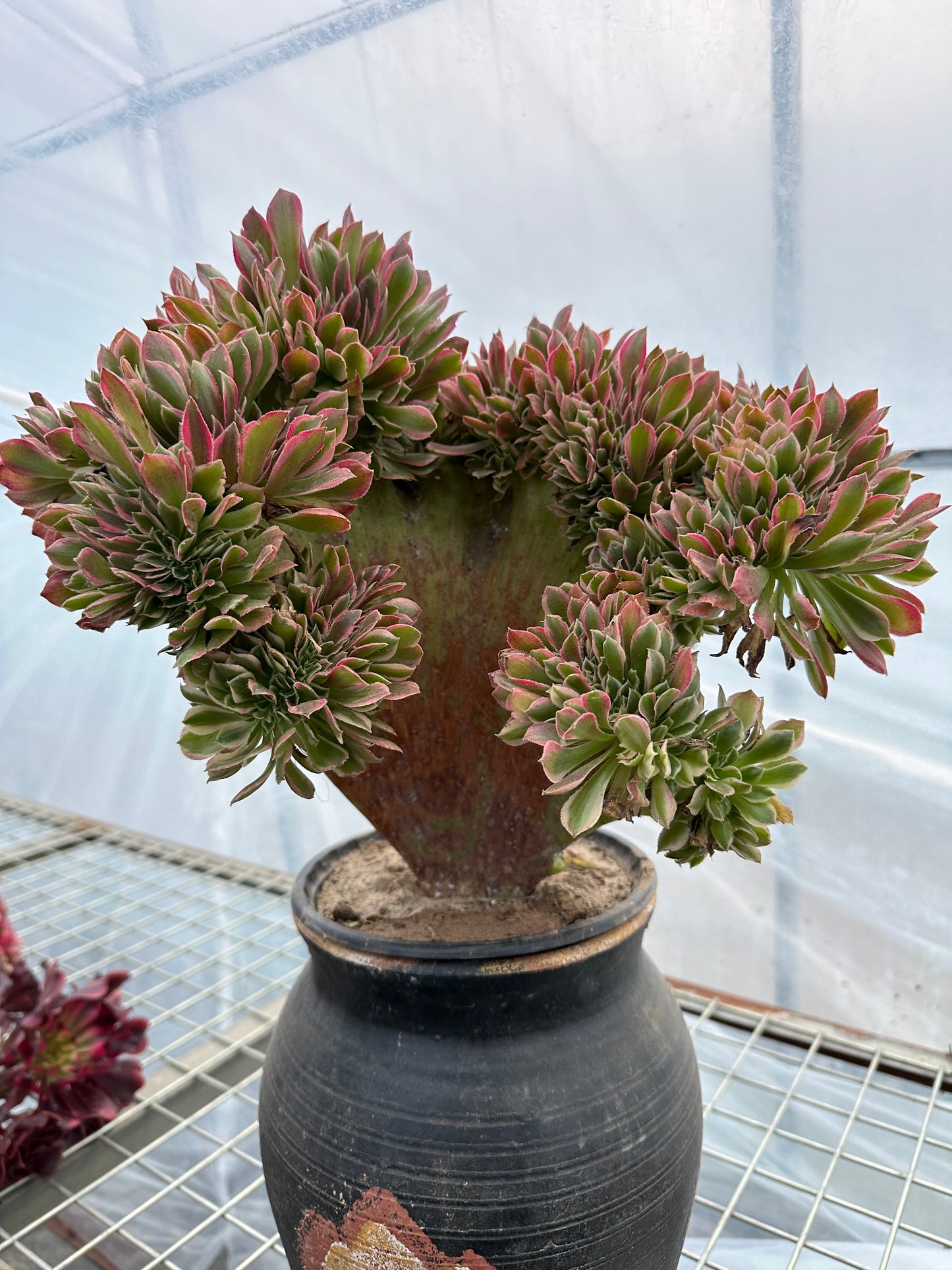 Rosa Hexen-Zugbank mit Haube, 35 cm, hat Wurzeln/Aeonium Affix/Bunte natürliche lebende Pflanzen, Sukkulenten/Nr. 3