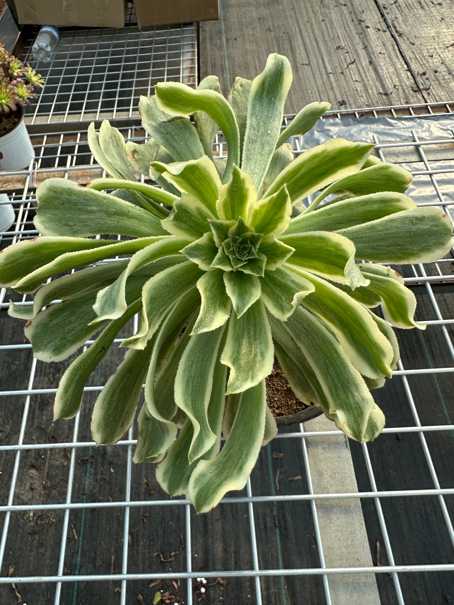 Green Wave single head 20-25cm / Aeonium single head/Variegated Natural Live Plants Succulents