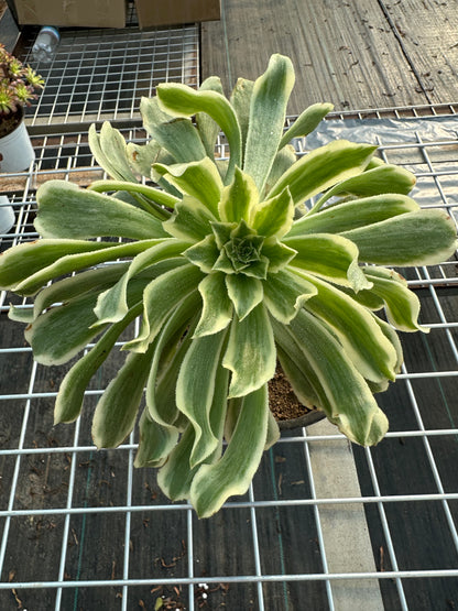 Green Wave single head 20-25cm / Aeonium single head/Variegated Natural Live Plants Succulents