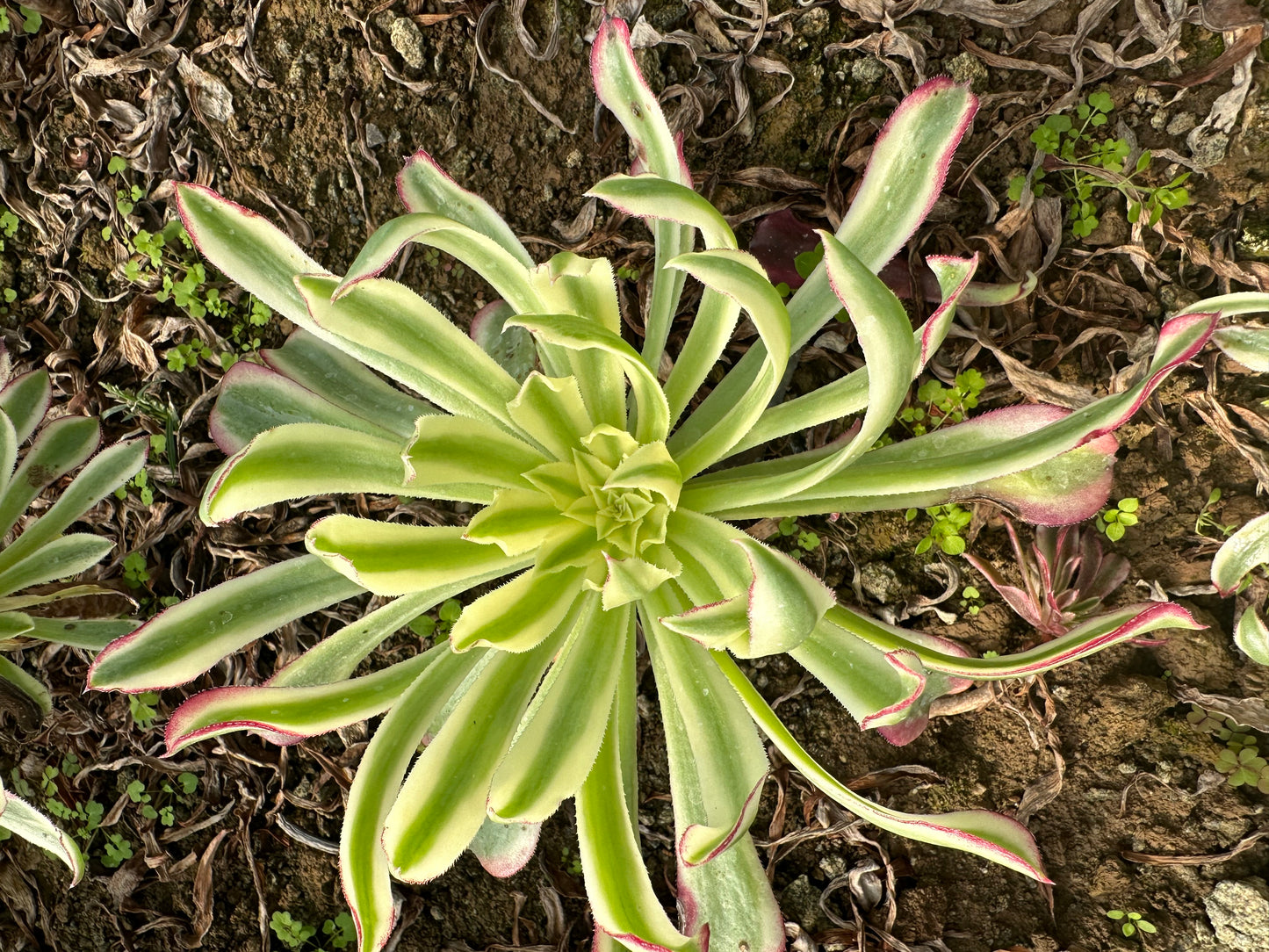 Grüne Feentinte Einzelkopf 20–25 cm / Aeonium Einzelkopf/Variegierte natürliche lebende Pflanzen Sukkulenten