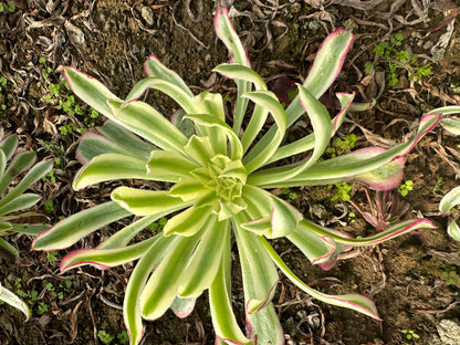 Grüne Feentinte Einzelkopf 20–25 cm / Aeonium Einzelkopf/Variegierte natürliche lebende Pflanzen Sukkulenten
