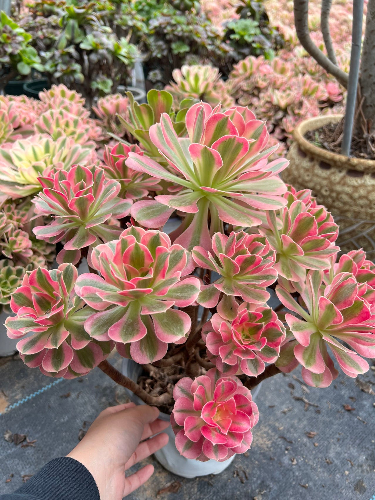 Pink witch cluster 40cm Old pile/ 15-25 heads/ Aeonium cluster / Variegated Natural Live Plants Succulents