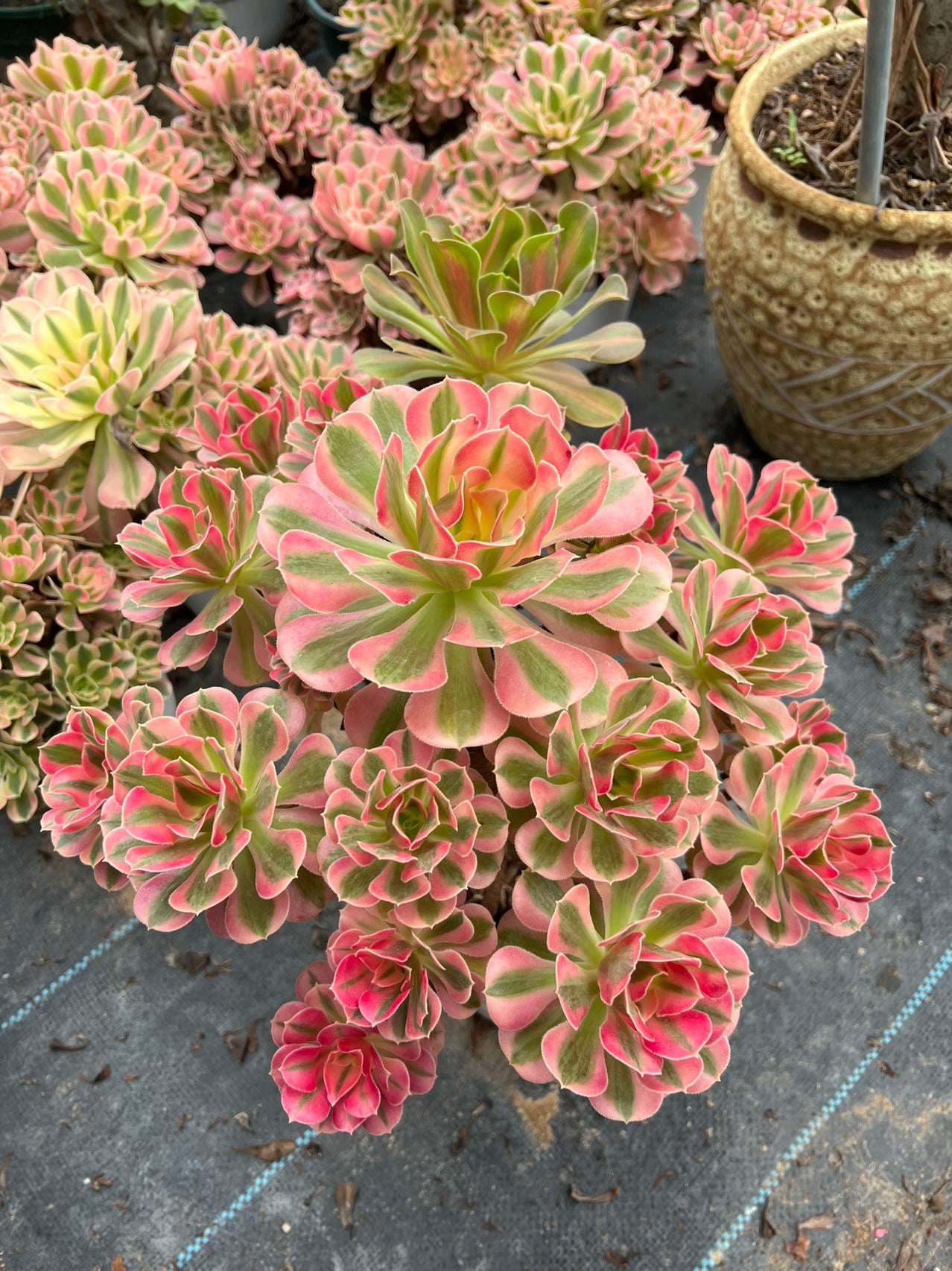 Pink witch cluster 40cm Old pile/ 15-25 heads/ Aeonium cluster / Variegated Natural Live Plants Succulents