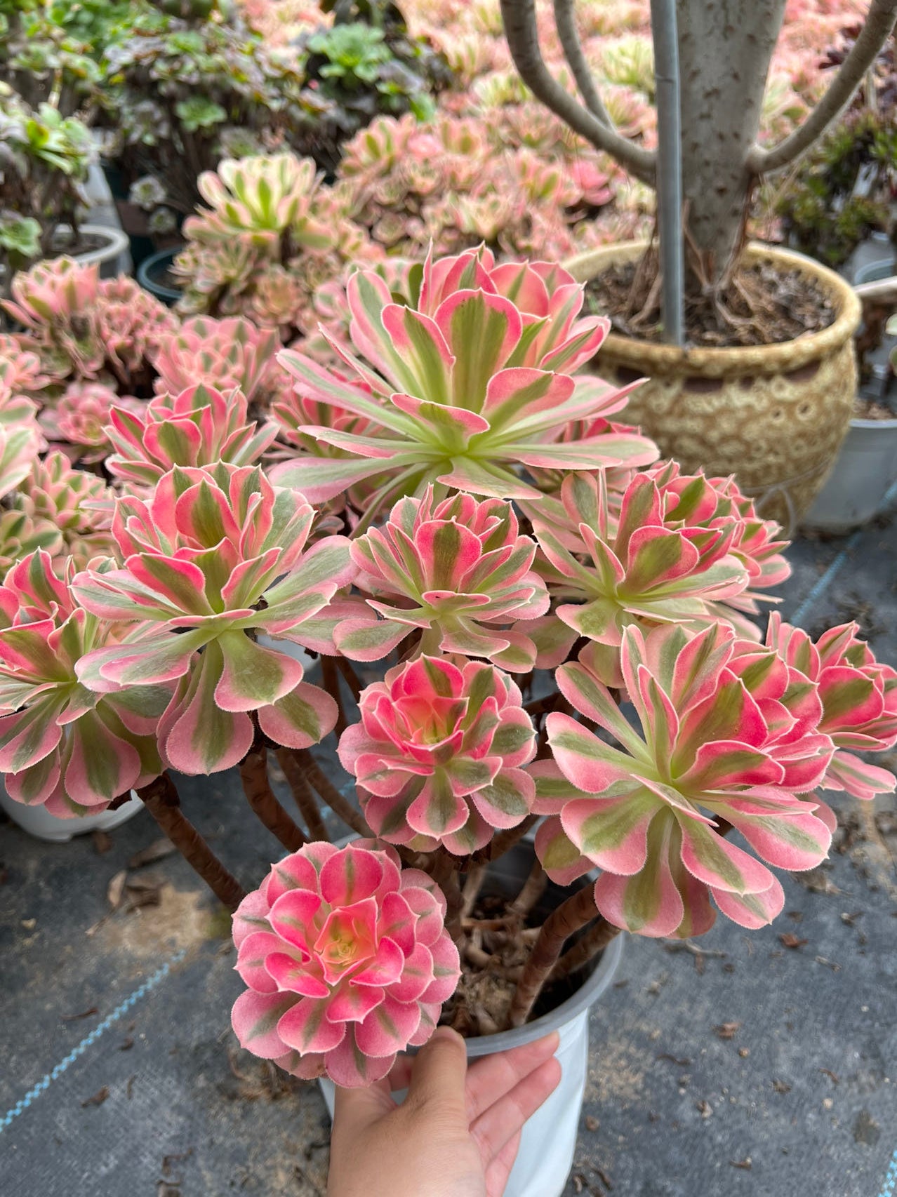 Pink witch cluster 40cm Old pile/ 15-25 heads/ Aeonium cluster / Variegated Natural Live Plants Succulents