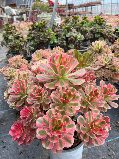 Pink witch cluster 40cm Old pile/ 15-25 heads/ Aeonium cluster / Variegated Natural Live Plants Succulents