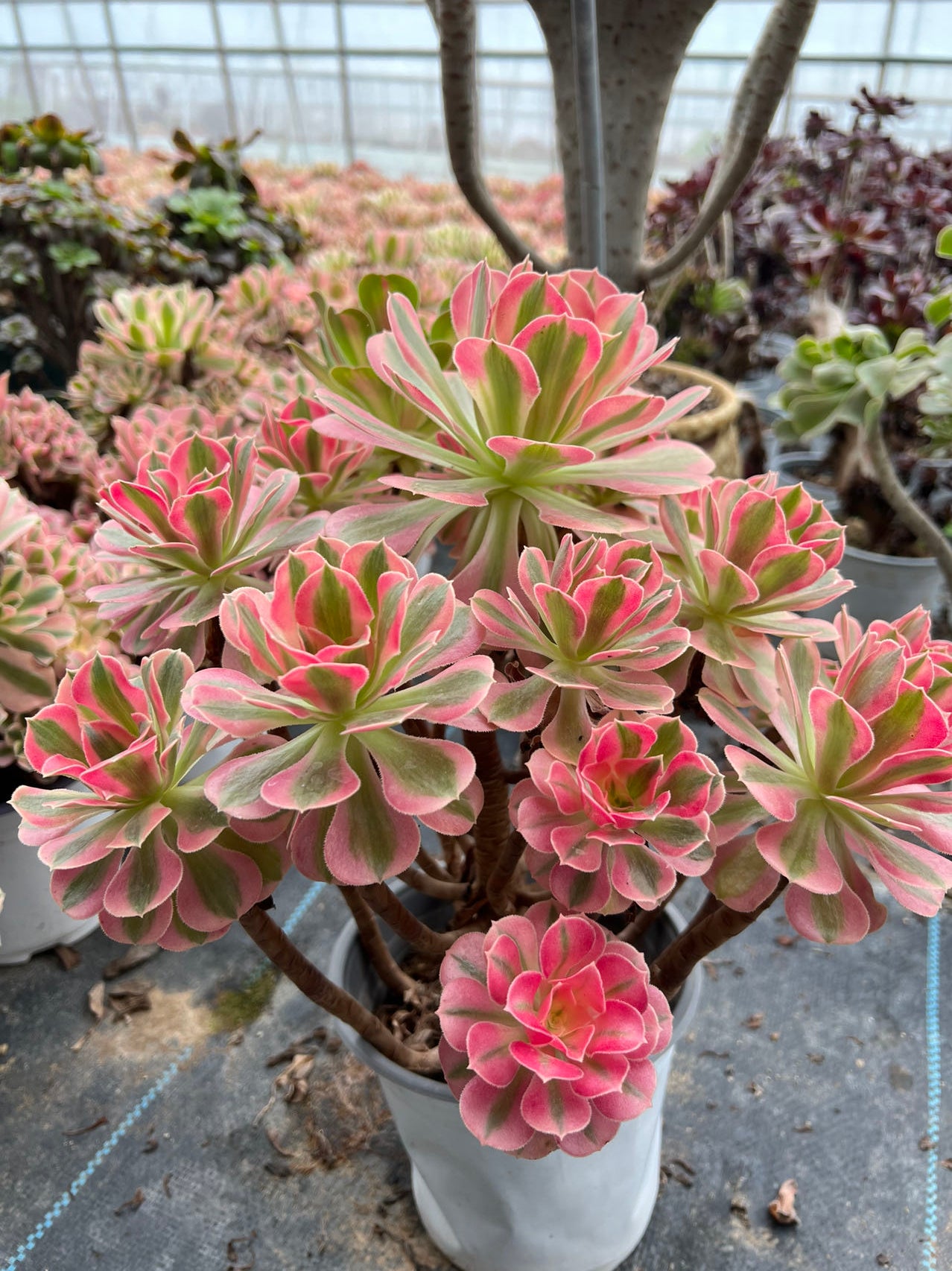 Rosa Hexenbüschel 40 cm Alter Haufen / 15-25 Köpfe / Aeoniumbüschel / Bunte natürliche lebende Pflanzen Sukkulenten