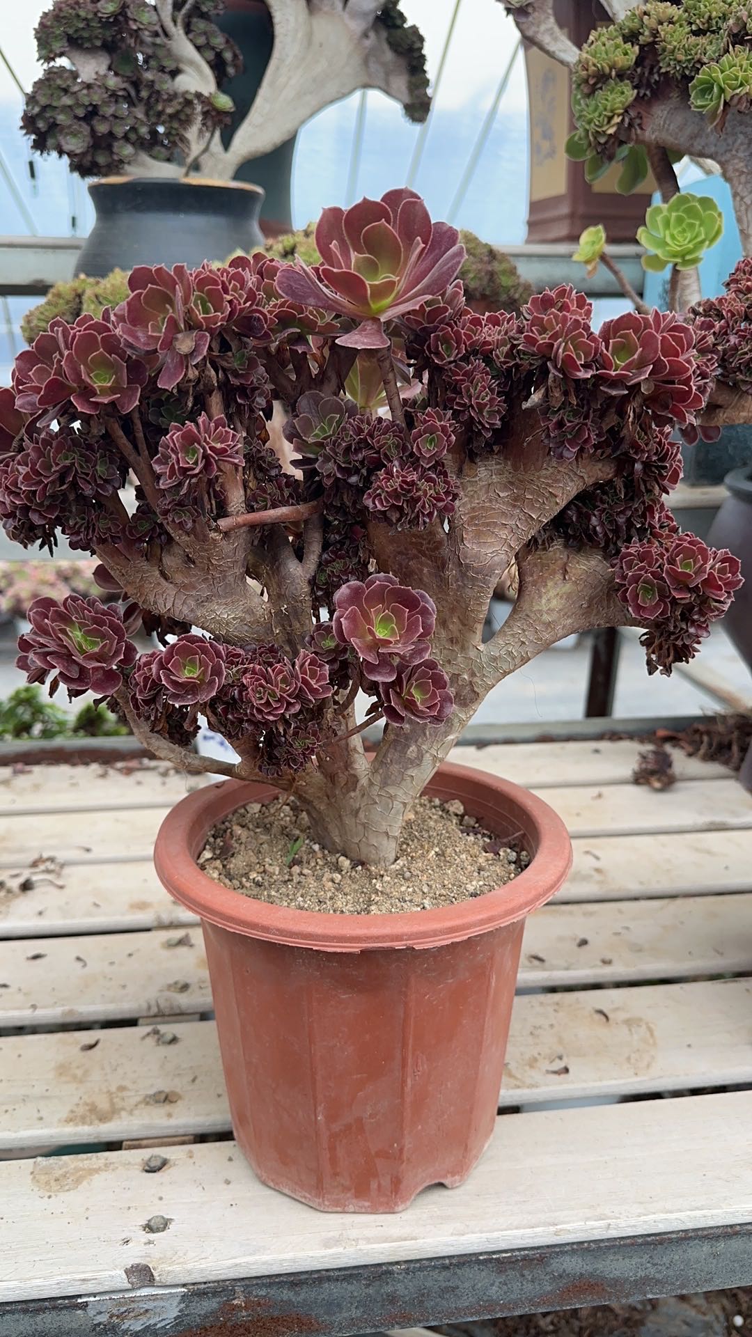 Möwe, violette Rosenknospen mit Haube, 30 cm, hat Wurzeln/Aeonium Affix/bunte natürliche lebende Pflanzen, Sukkulenten