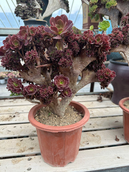 Gull purple rose buds crested 30cm has roots/Aeonium Affix / Variegated Natural Live Plants Succulents