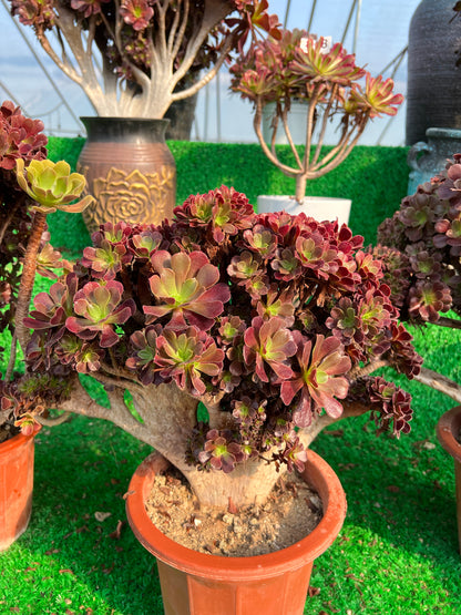 Gull purple rose buds crested 40cm has roots/Aeonium Affix / Variegated Natural Live Plants Succulents