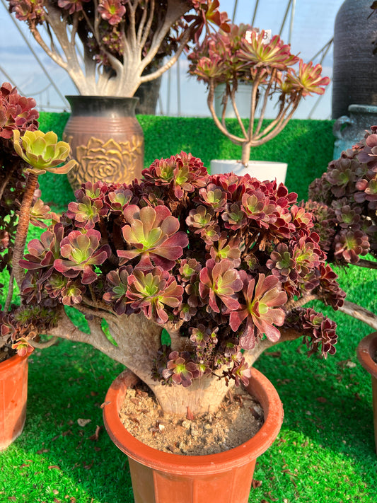 Gull purple rose buds crested 40cm has roots/Aeonium Affix / Variegated Natural Live Plants Succulents