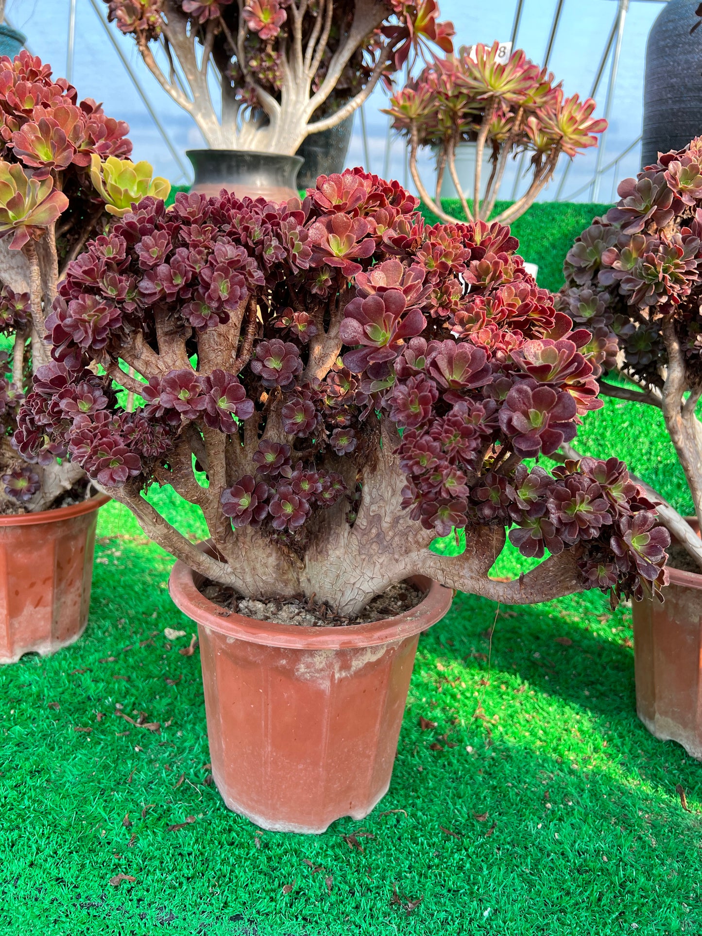 Gull purple rose buds crested 40cm has roots/Aeonium Affix / Variegated Natural Live Plants Succulents