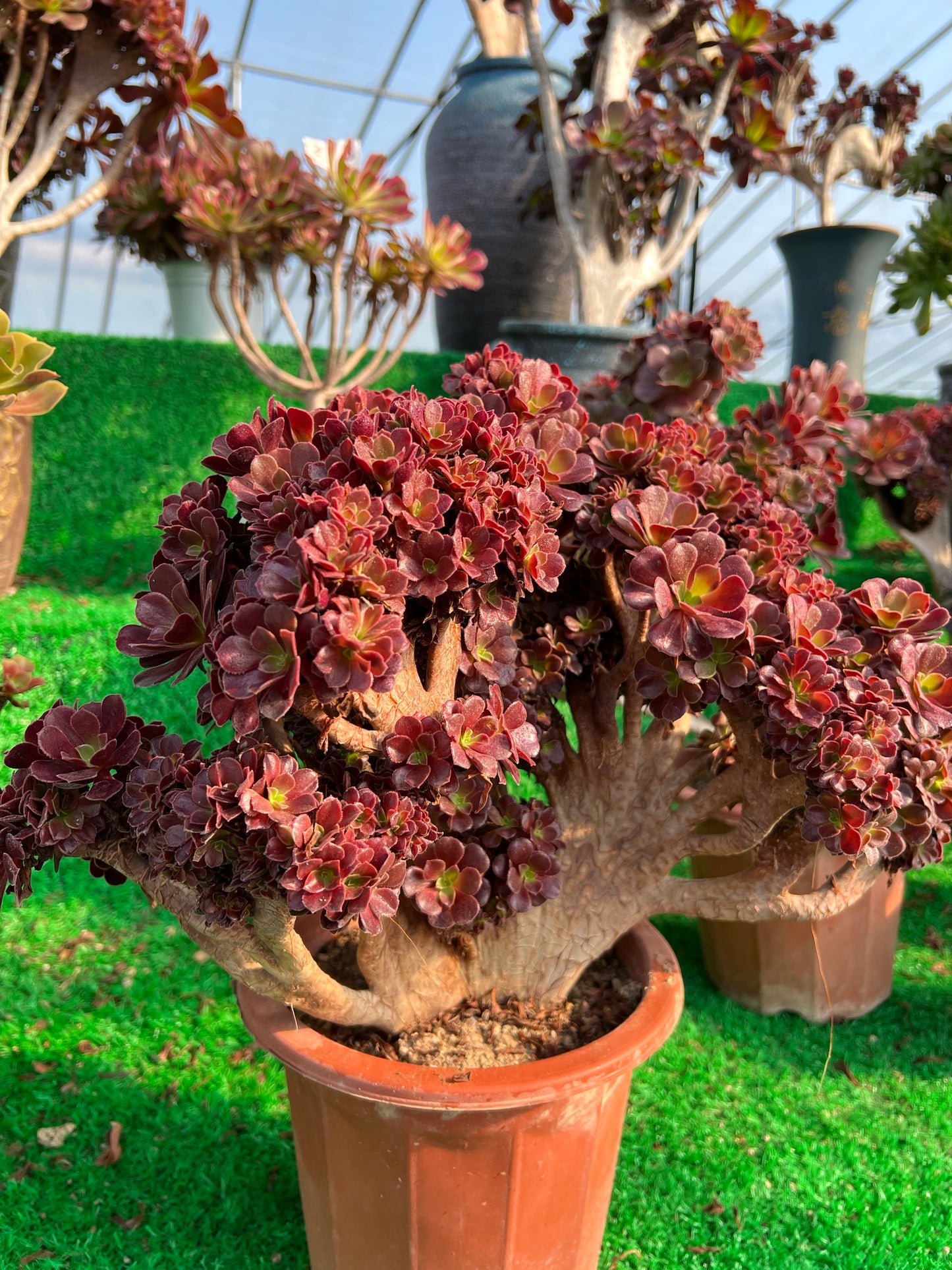 Möwe, violette Rosenknospen mit Haube, 40 cm, hat Wurzeln/Aeonium Affix/bunte natürliche lebende Pflanzen, Sukkulenten