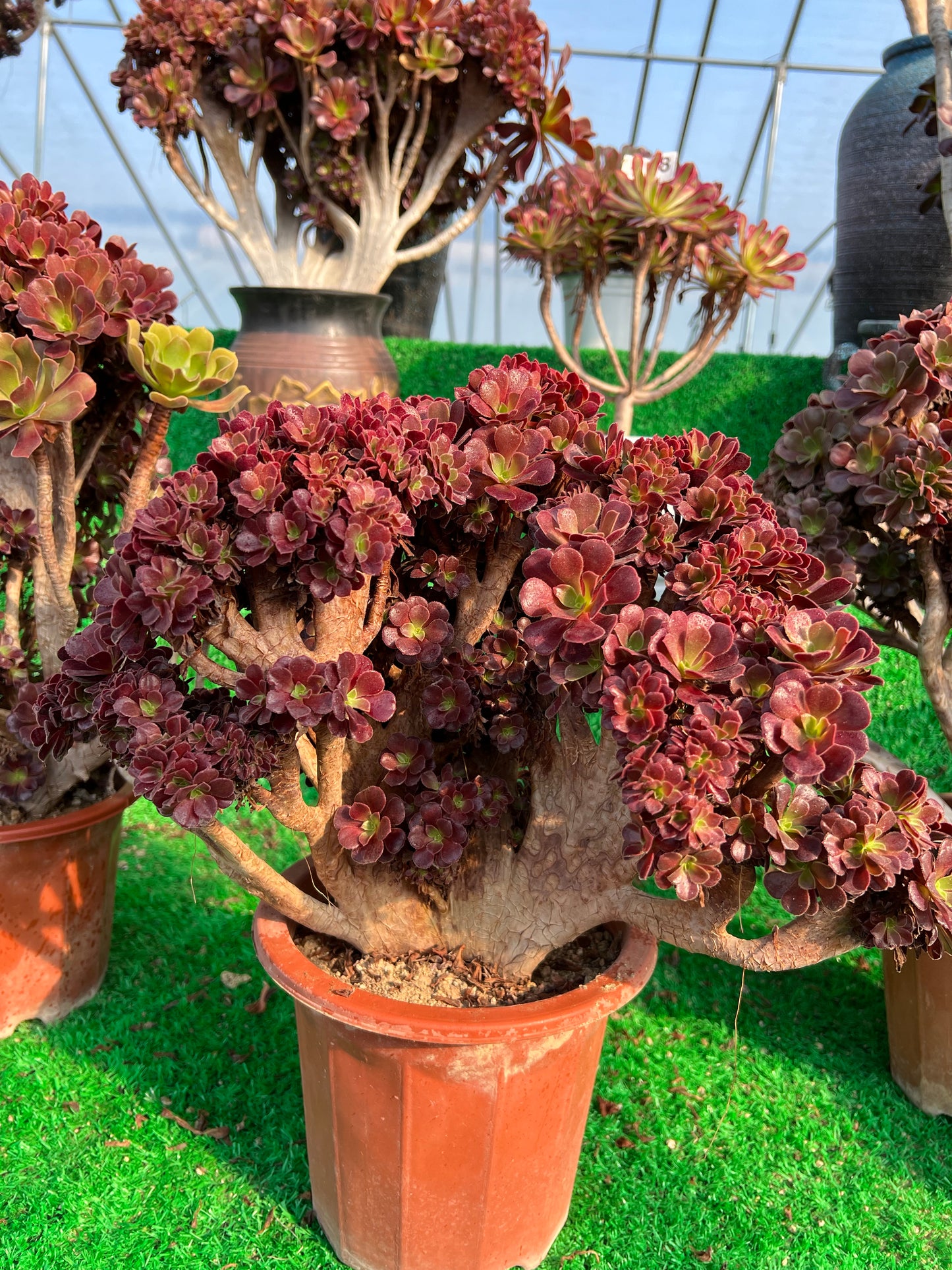 Möwe, violette Rosenknospen mit Haube, 40 cm, hat Wurzeln/Aeonium Affix/bunte natürliche lebende Pflanzen, Sukkulenten