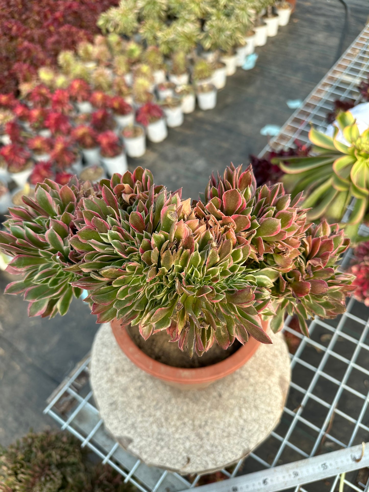 Pink witch drawbenchcrested 30cm has roots/Aeonium Affix / Variegated Natural Live Plants Succulents/NO.8