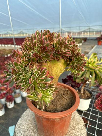 Rosa Hexe mit Haube, 30 cm, hat Wurzeln/Aeonium Affix/Variegierte natürliche lebende Pflanzen, Sukkulenten/Nr. 8