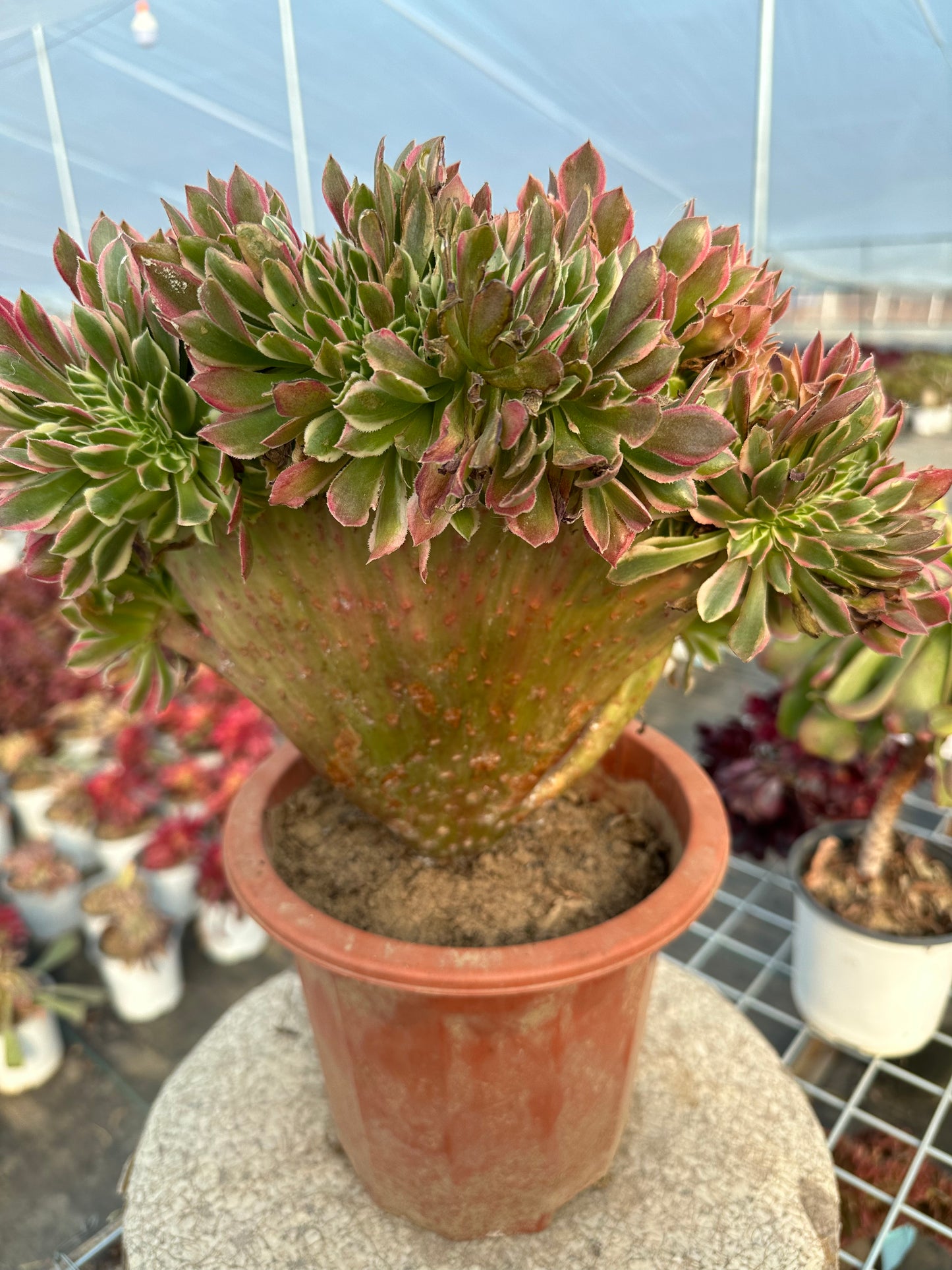 Pink witch drawbenchcrested 30cm has roots/Aeonium Affix / Variegated Natural Live Plants Succulents/NO.8