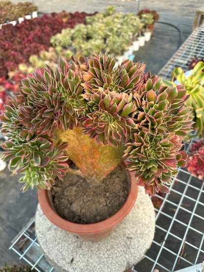 Pink witch drawbenchcrested 30cm has roots/Aeonium Affix / Variegated Natural Live Plants Succulents/NO.8