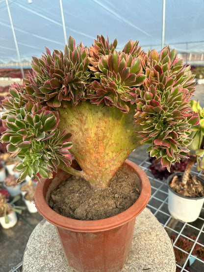 Pink witch drawbenchcrested 30cm has roots/Aeonium Affix / Variegated Natural Live Plants Succulents/NO.8