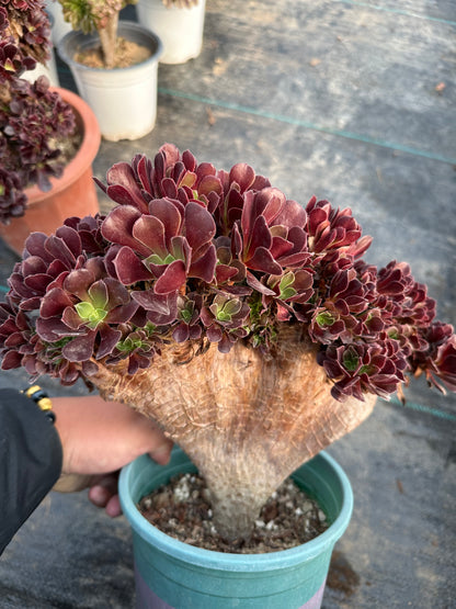 Gull purple rose buds crested 30cm has roots/Aeonium Affix / Variegated Natural Live Plants Succulents/NO.3