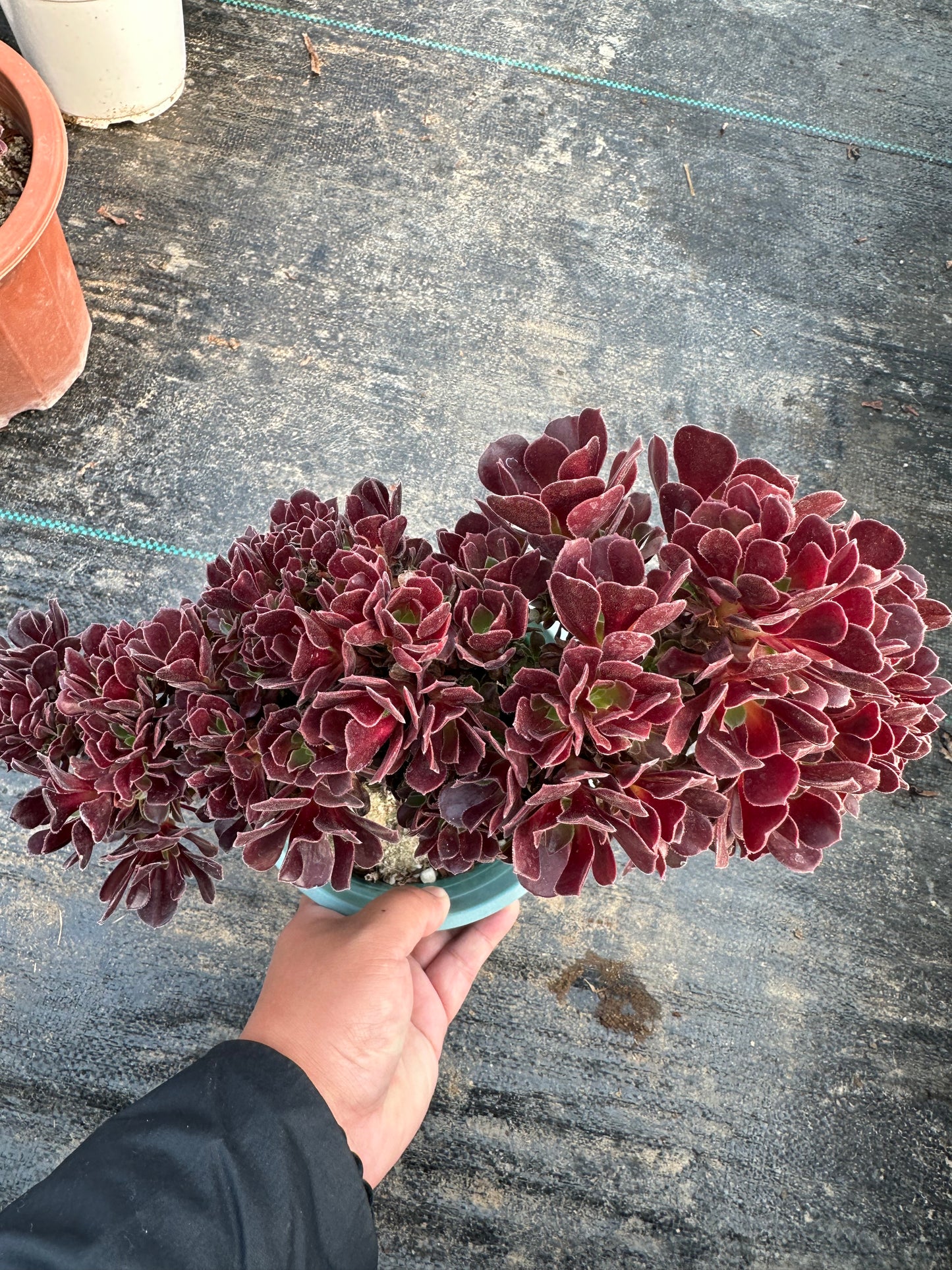 Möwe, violette Rosenknospen mit Haube, 30 cm, mit Wurzeln/Aeonium Affix/bunte natürliche lebende Pflanzen, Sukkulenten/Nr. 3