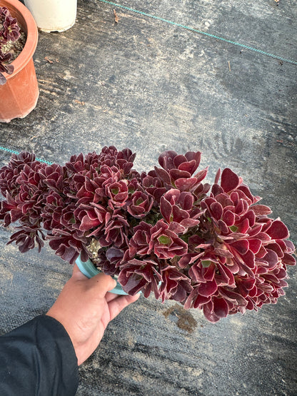 Möwe, violette Rosenknospen mit Haube, 30 cm, mit Wurzeln/Aeonium Affix/bunte natürliche lebende Pflanzen, Sukkulenten/Nr. 3