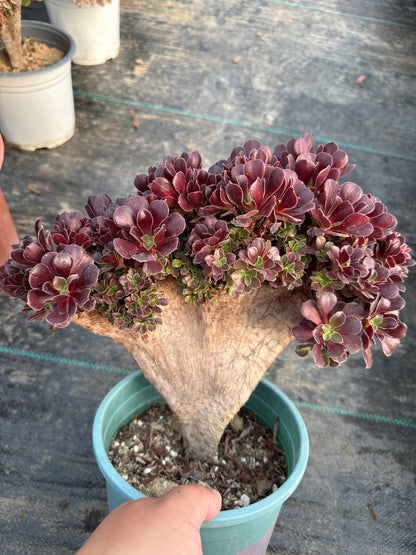 Gull purple rose buds crested 30cm has roots/Aeonium Affix / Variegated Natural Live Plants Succulents/NO.3