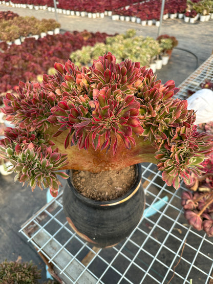 Pink witch drawbenchcrested 37cm has roots/Aeonium Affix / Variegated Natural Live Plants Succulents/NO.5