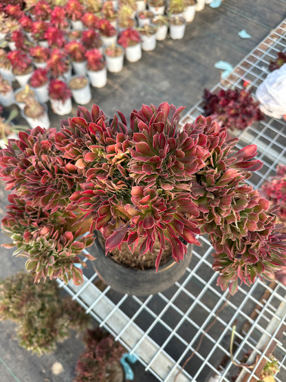 Pink witch drawbenchcrested 37cm has roots/Aeonium Affix / Variegated Natural Live Plants Succulents/NO.5