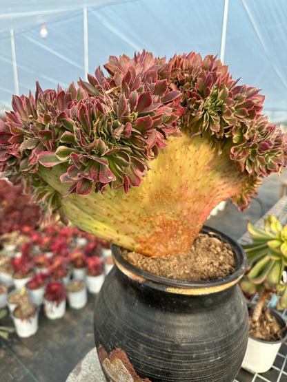 Pink witch drawbenchcrested 35cm has roots/Aeonium Affix / Variegated Natural Live Plants Succulents/NO.6