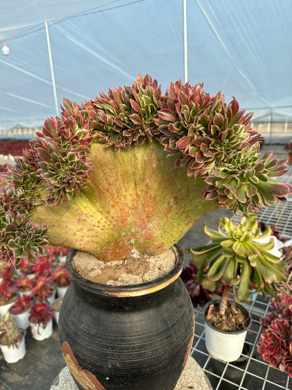 Pink witch drawbenchcrested 40cm has roots/Aeonium Affix / Variegated Natural Live Plants Succulents/NO.7