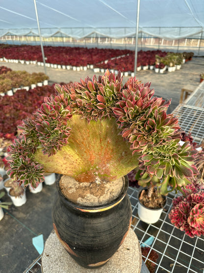 Rosa Hexe mit Haube, 40 cm, hat Wurzeln/Aeonium Affix/Bunte natürliche lebende Pflanzen, Sukkulenten/Nr. 7