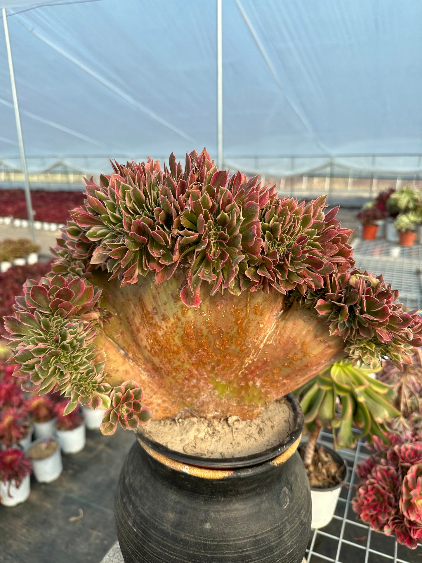 Pink witch drawbenchcrested 40cm has roots/Aeonium Affix / Variegated Natural Live Plants Succulents/NO.7