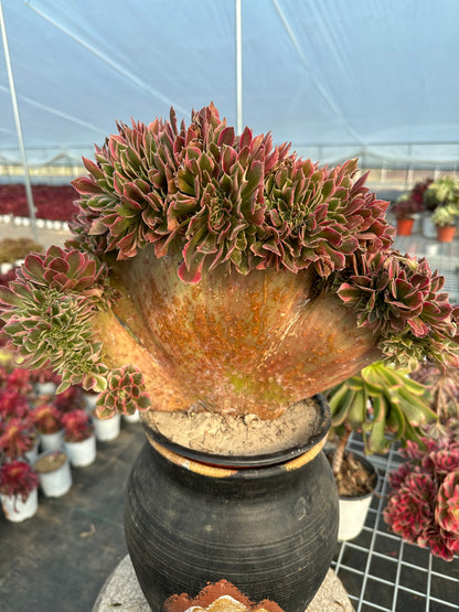 Pink witch drawbenchcrested 40cm has roots/Aeonium Affix / Variegated Natural Live Plants Succulents/NO.7