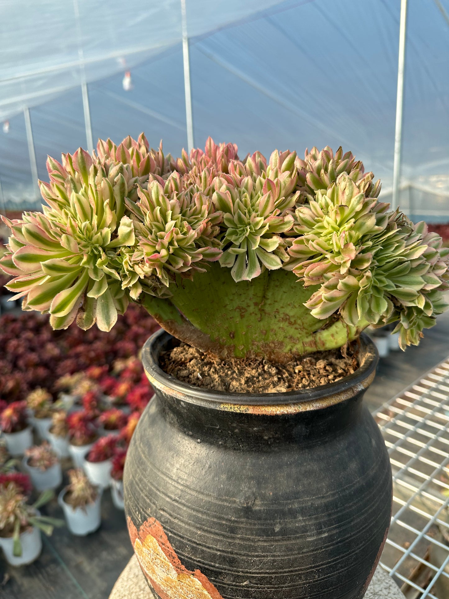 Grüne Hexen-Zugbank mit Haube, 28 cm, hat Wurzeln/Aeonium Affix / Bunte natürliche lebende Pflanzen, Sukkulenten/Nr. 9