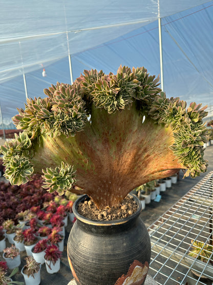 Pink witch drawbenchcrested 44cm has roots/Aeonium Affix / Variegated Natural Live Plants Succulents/NO.11