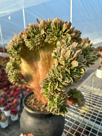 Rosa Hexe mit Haube, 44 cm, hat Wurzeln/Aeonium Affix/Variegierte natürliche lebende Pflanzen, Sukkulenten/Nr. 11