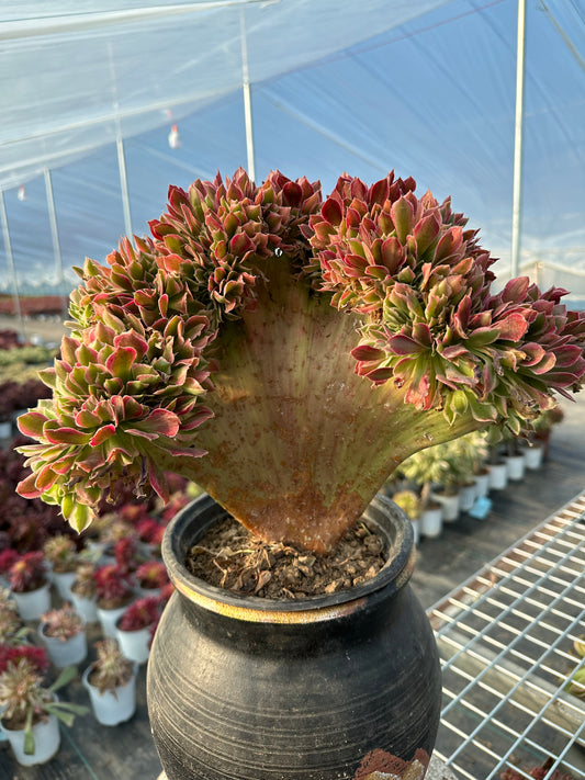 Pink witch drawbench crested 30-35cm has roots/Aeonium Affix / Variegated Natural Live Plants Succulents