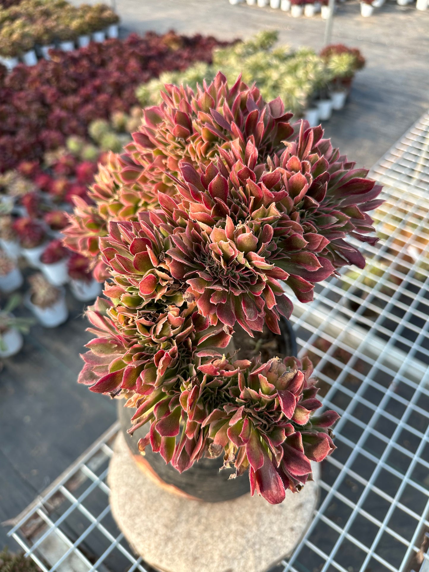 Pink witch drawbench crested 30-35cm has roots/Aeonium Affix / Variegated Natural Live Plants Succulents