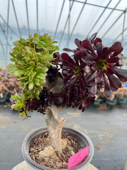 Two tone colourmage crested 25cm has roots/Aeonium Affix / Variegated Natural Live Plants Succulents