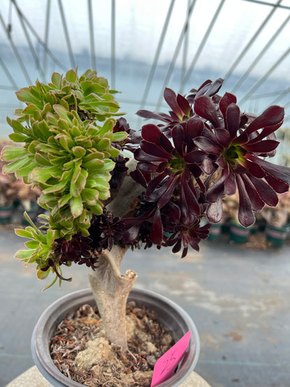 Two tone colourmage crested 25cm has roots/Aeonium Affix / Variegated Natural Live Plants Succulents
